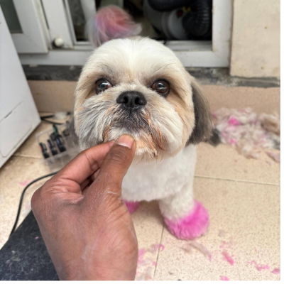 snipsnouT (1)