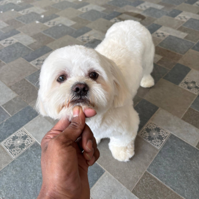 snipsnouT (2)