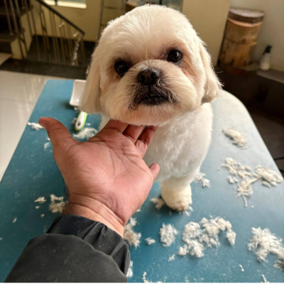 snipsnouT (3)